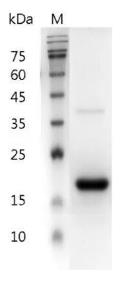 SDS-PAGE (IFNB1-155H).jpg
